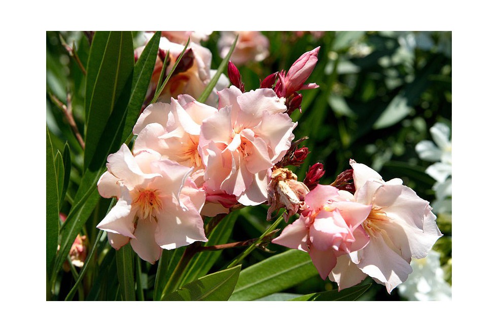 Oleander Provence Oleander Provence