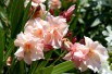 Oleander Provence