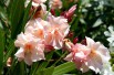 Provence Oleander