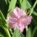 Rose des vents Oleander