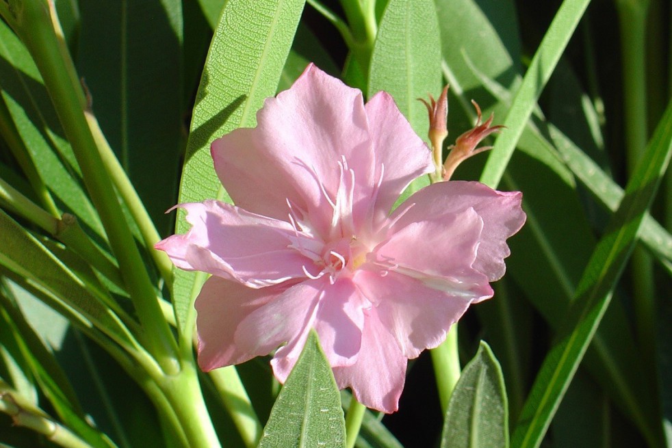 Rose des vents Oleander