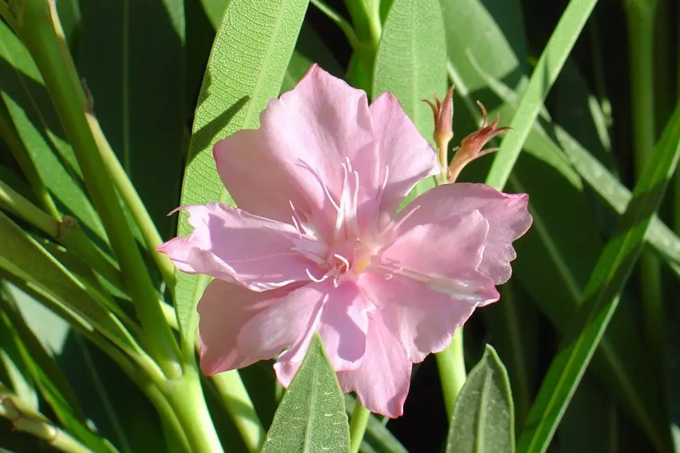 Rose des vents Oleander