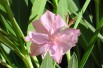 Oleander Rose des vents