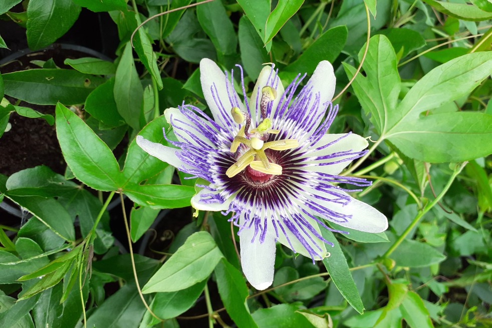 Passiflora Purple Haze - Jardins du Monde.be