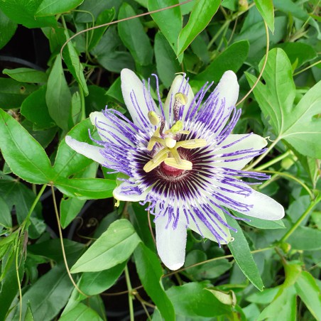 Passiebloem -  Passiflora Purple Haze - Jardins du Monde.be