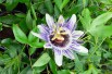 Fleur de la Passion - Passiflora Purple Haze - Jardins du Monde.be