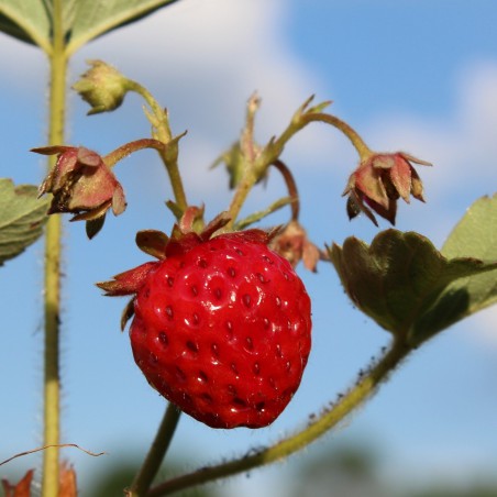 Frambozenaardbei Framberry®