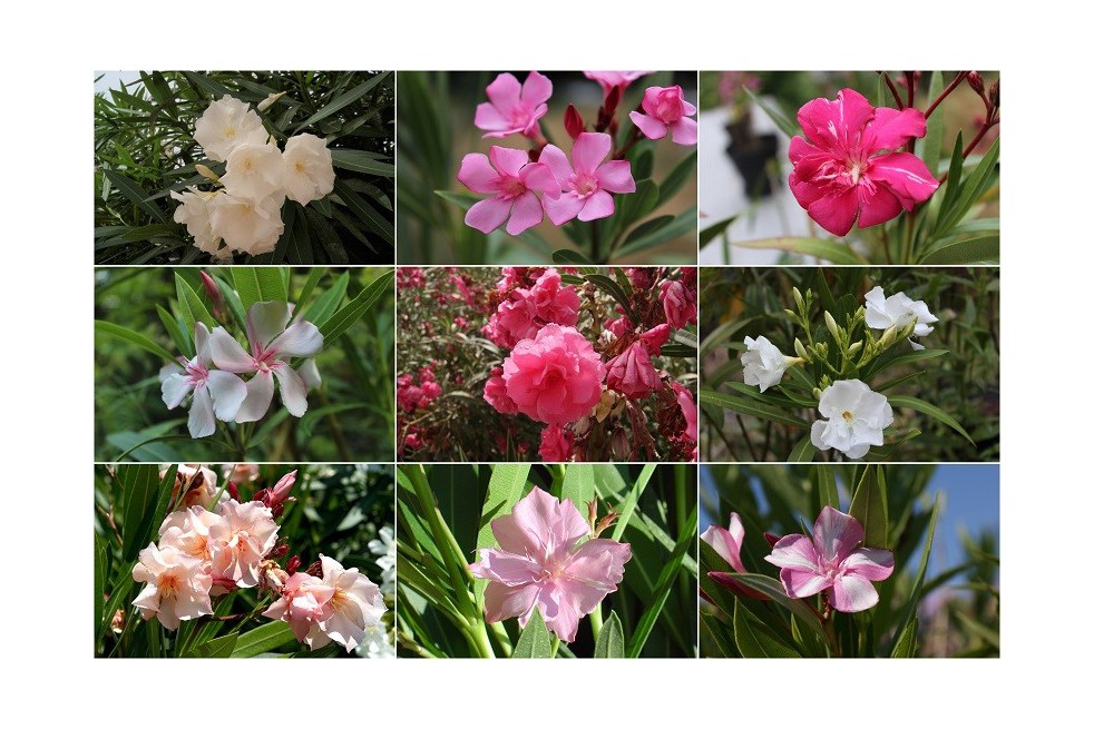 The collection of oleanders