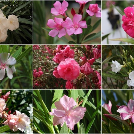 The collection of oleanders