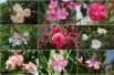 The collection of oleanders