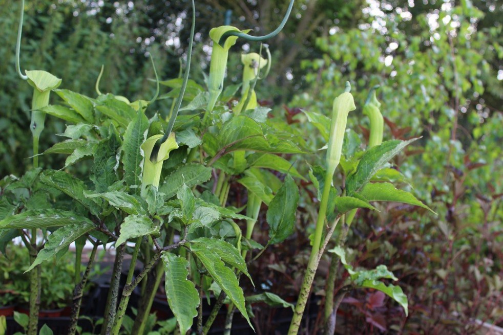 Arisaema tortueux Arisaema tortueux