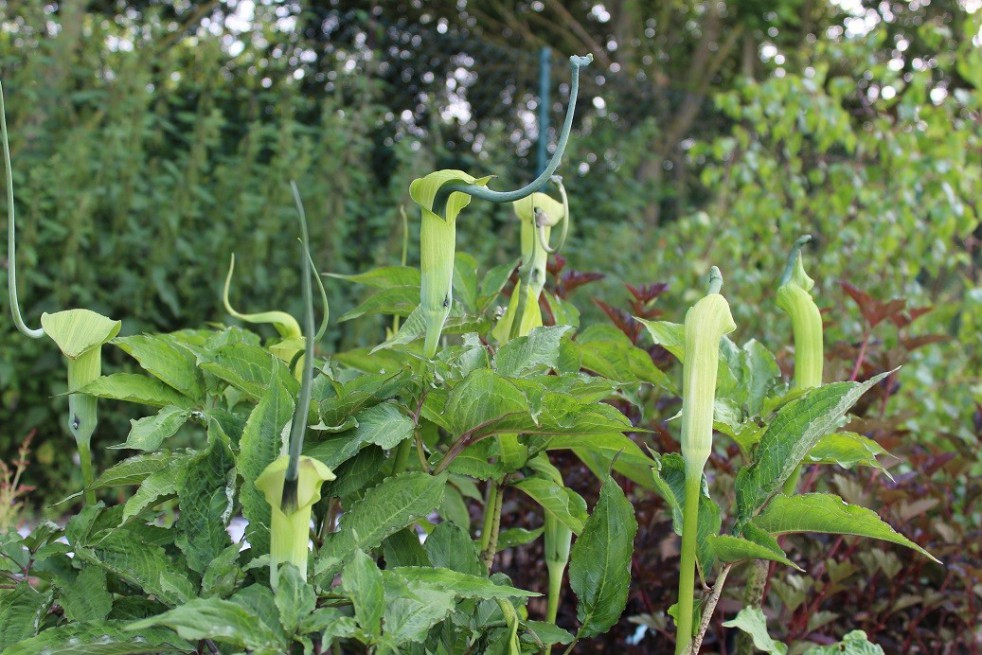 Whipcord Cobra lily