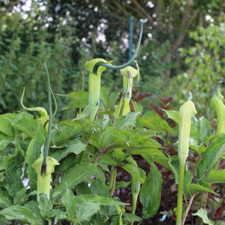 Whipcord Cobra lily