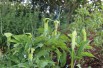 Arisaema tortueux