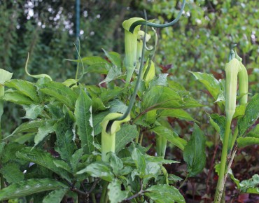 Arisaema tortueux