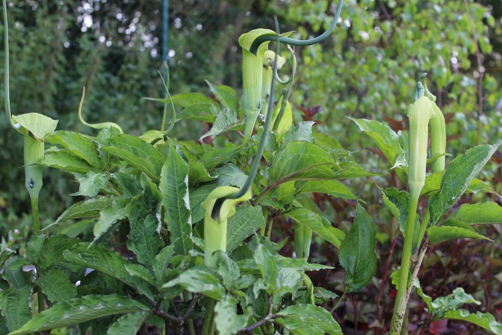 Whipcord Cobra lily
