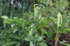 Arisaema tortueux