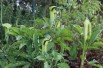 Whipcord Cobra lily
