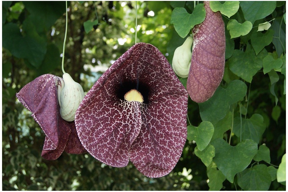 Aristoloche siphon
