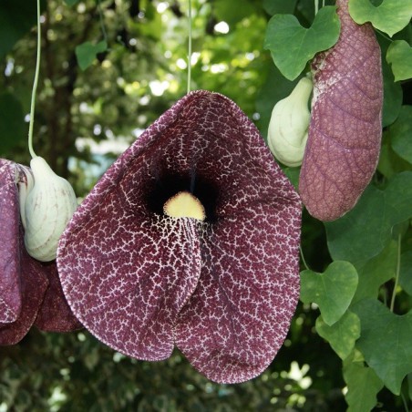 Aristoloche siphon