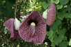 Aristoloche siphon