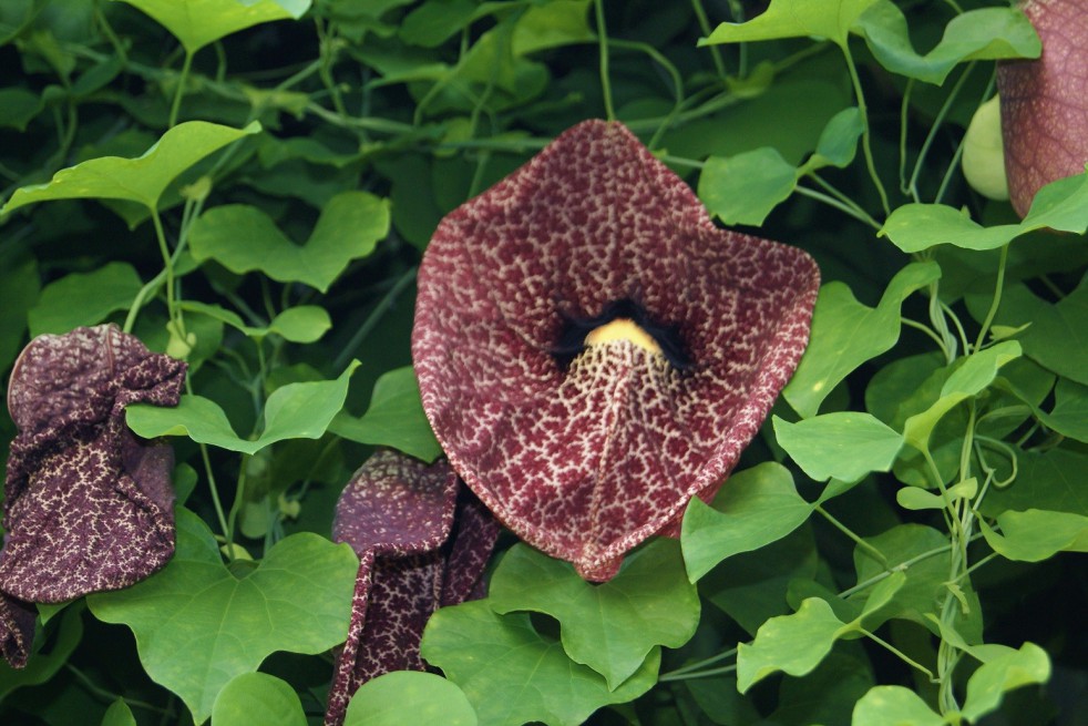 Aristoloche siphon