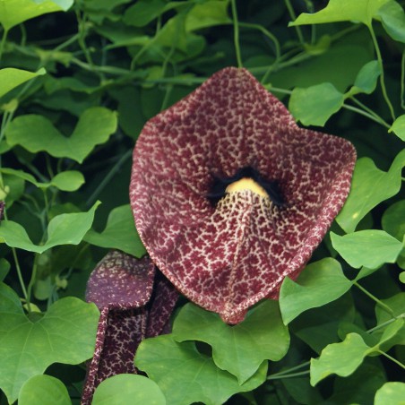Aristoloche siphon