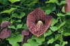 Aristoloche siphon