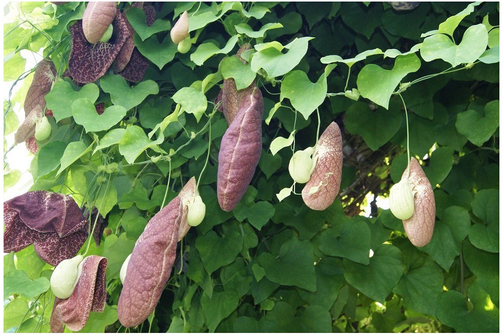 Aristoloche siphon