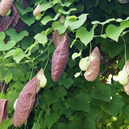 Aristoloche siphon