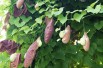 Aristoloche siphon