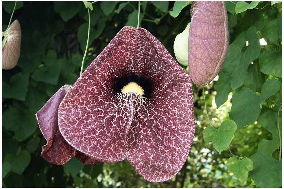 Aristoloche siphon