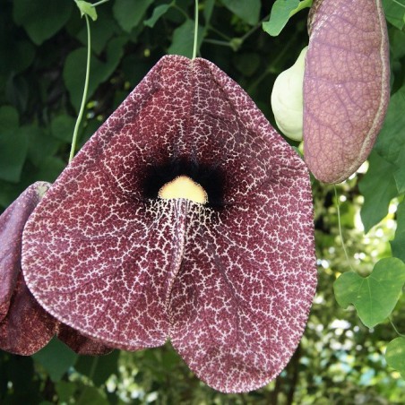 Aristoloche siphon