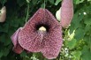Aristoloche siphon