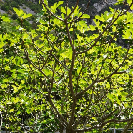 Fig tree Col de Dame Blanche