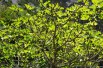 Fig tree Col de Dame Blanche