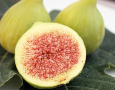 Figuier Col de Dame Blanche