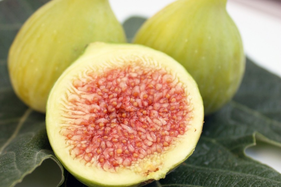 Figuier Col de Dame Blanche