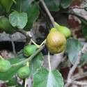 Fig tree Col de Dame Blanche