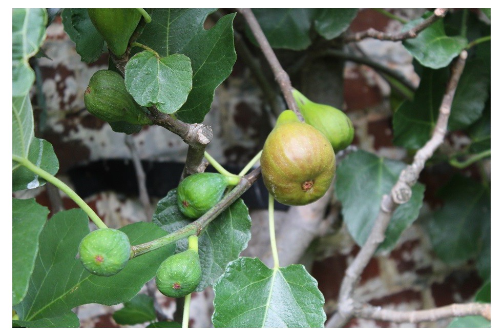 Figuier Col de Dame Blanche