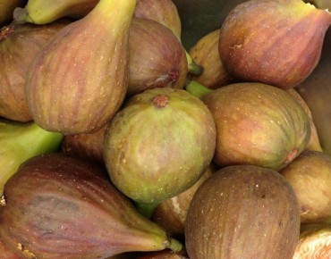 Fig tree Grise de Saint Jean