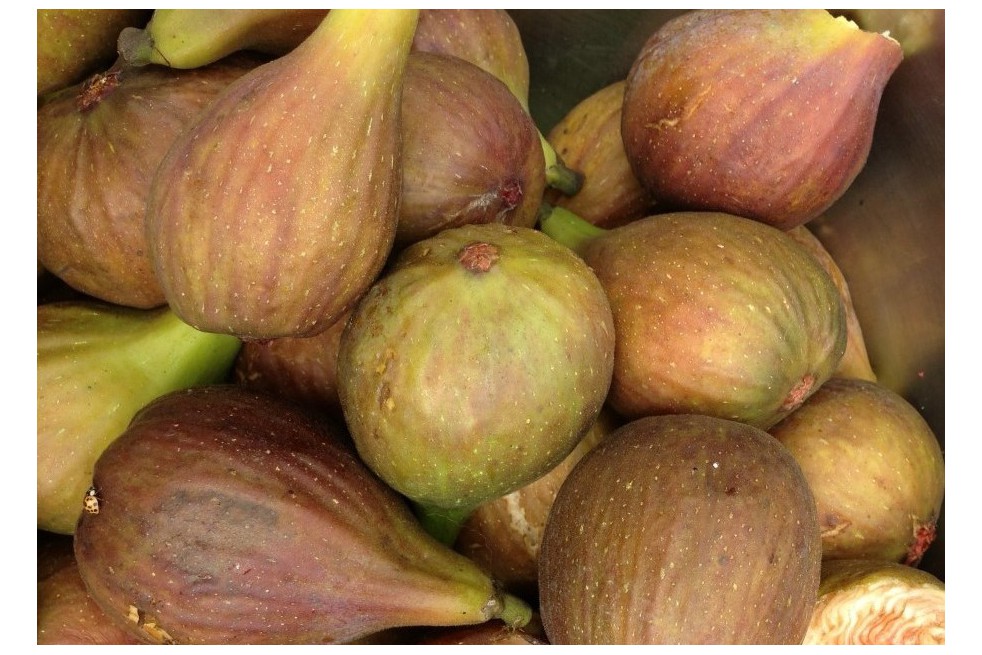 Fig tree Grise de Saint Jean Fig tree Grise de Saint Jean