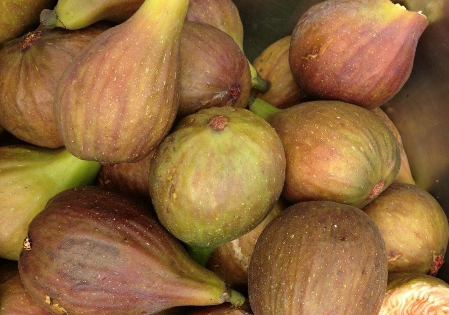 Fig tree Grise de Saint Jean