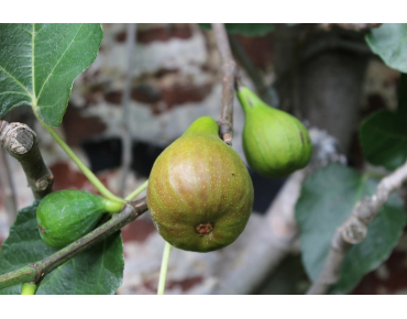 Fig tree Grise de Saint Jean