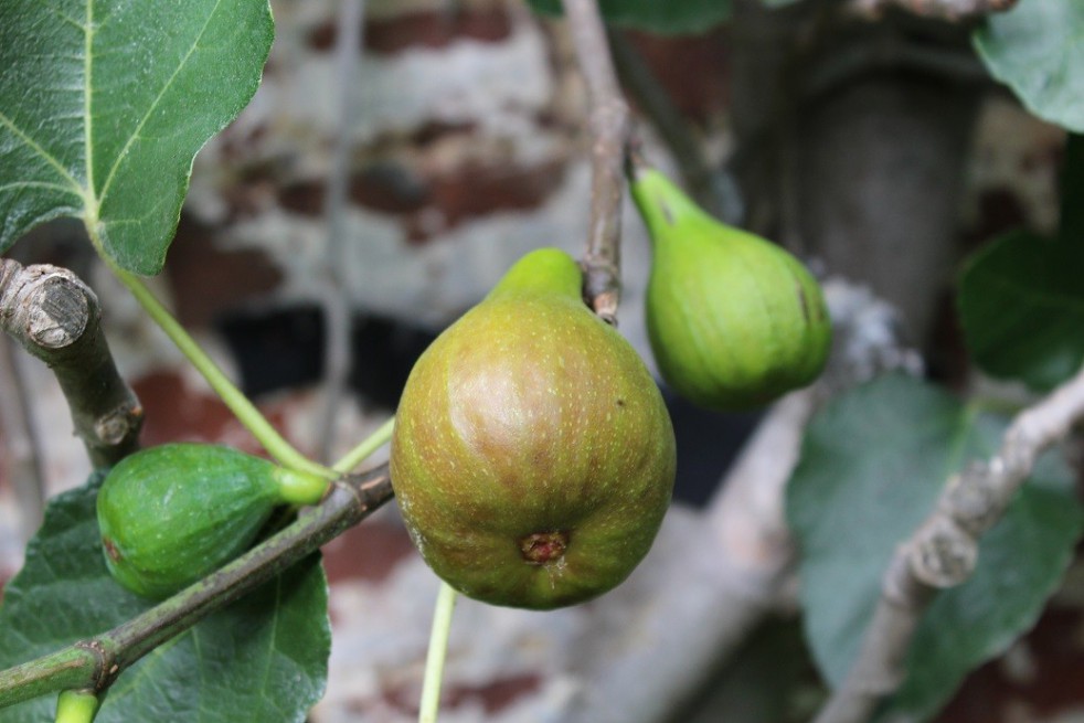 Fig tree Grise de Saint Jean Fig tree Grise de Saint Jean