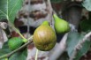 Fig tree Grise de Saint Jean