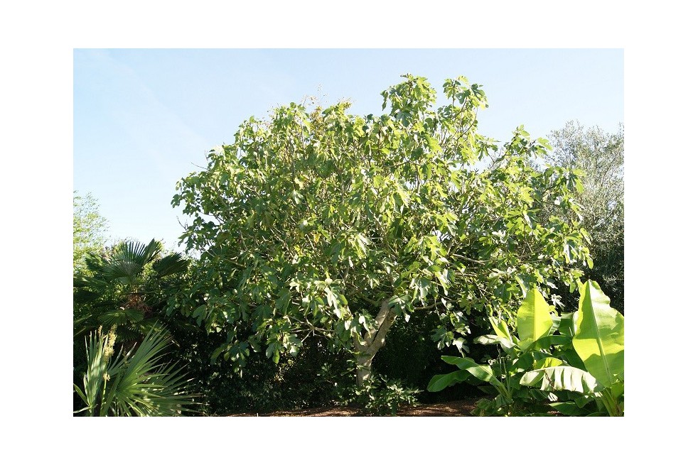Fig tree Grise de Saint Jean