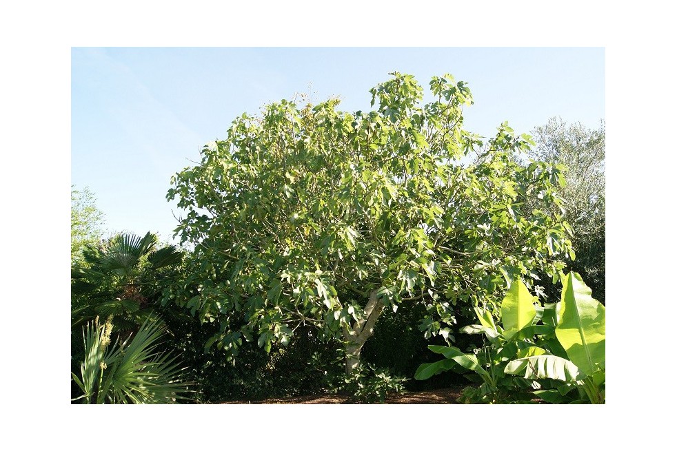 Vijgenboom Grise de Saint Jean