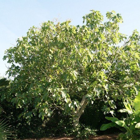 Vijgenboom Grise de Saint Jean