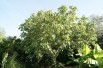 Fig tree Grise de Saint Jean